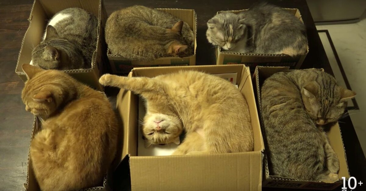 Have Empty Cardboard Boxes? Here’s The Purrfect Solution | The Animal