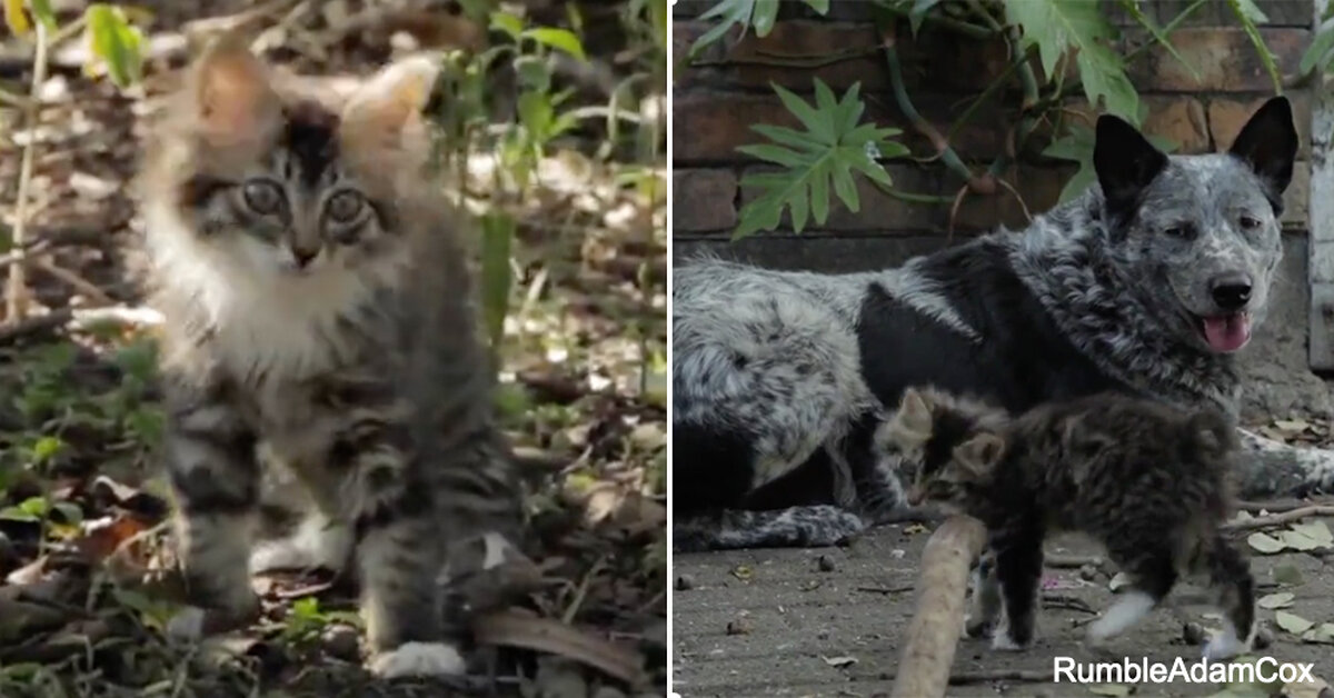 This ‘Wobbly’ Kitten Has An Unlikely Friend To Lean On The Animal