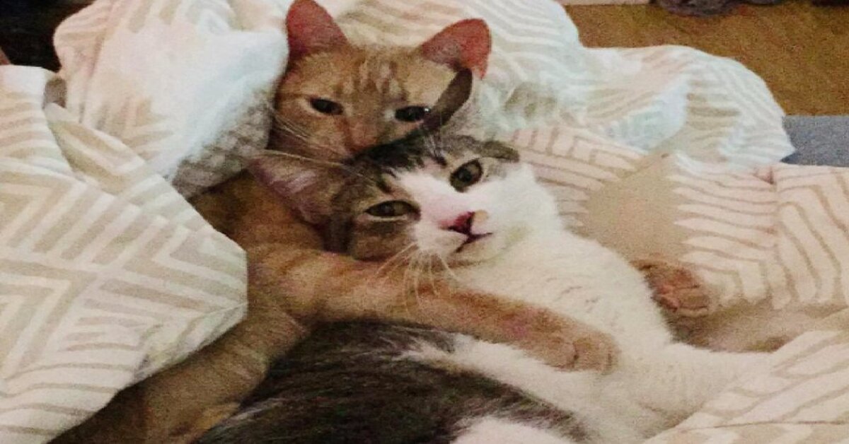 These Two Cats Met After Being Rescued, And Now They Can’t Stop
