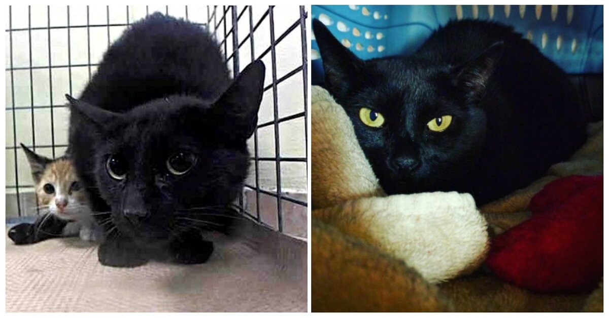 24 Hours Before Being Euthanized, Fearful Cat Gets A Miracle The