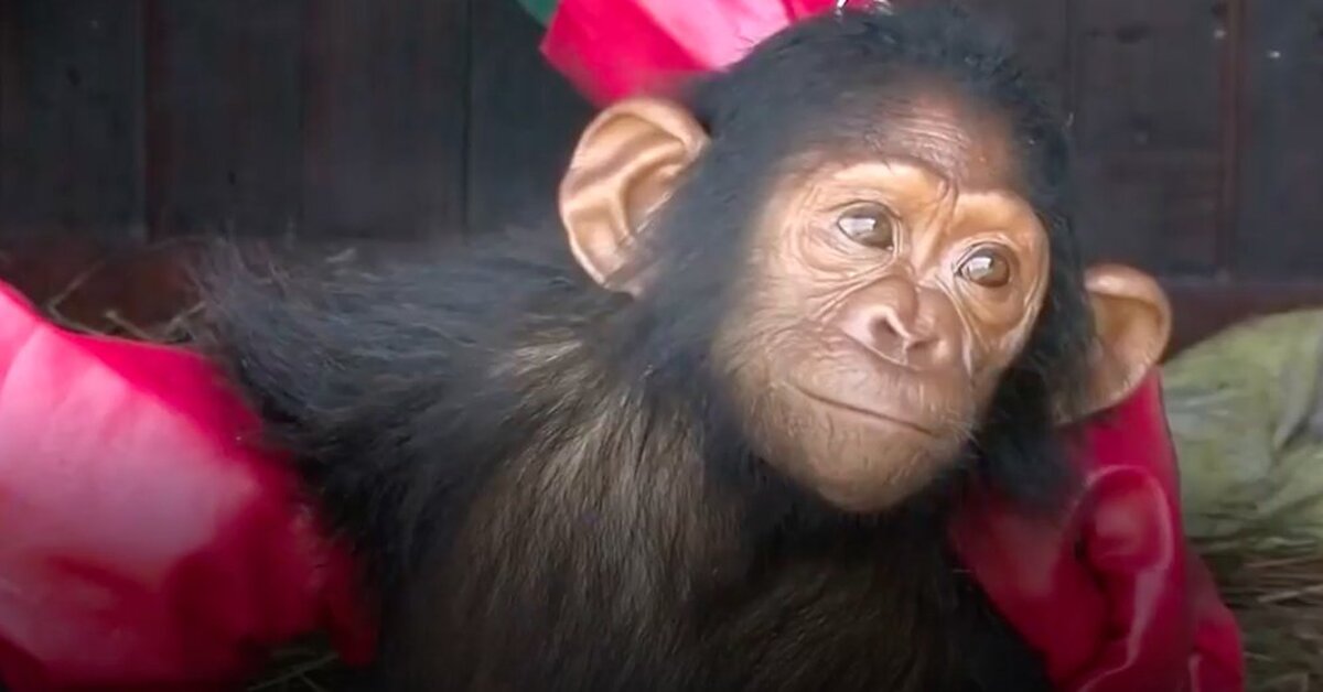polio jane goodall chimpanzee