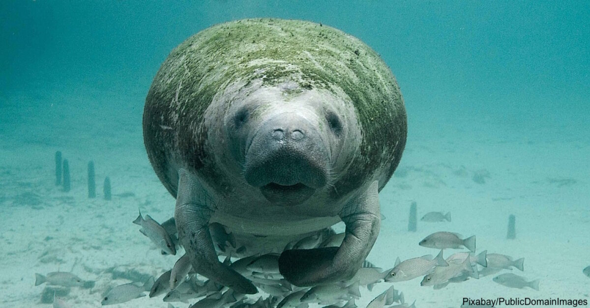 Sea Cows More Like Water Elephants 10 Amazing Facts About Manatees The Rainforest Site News
