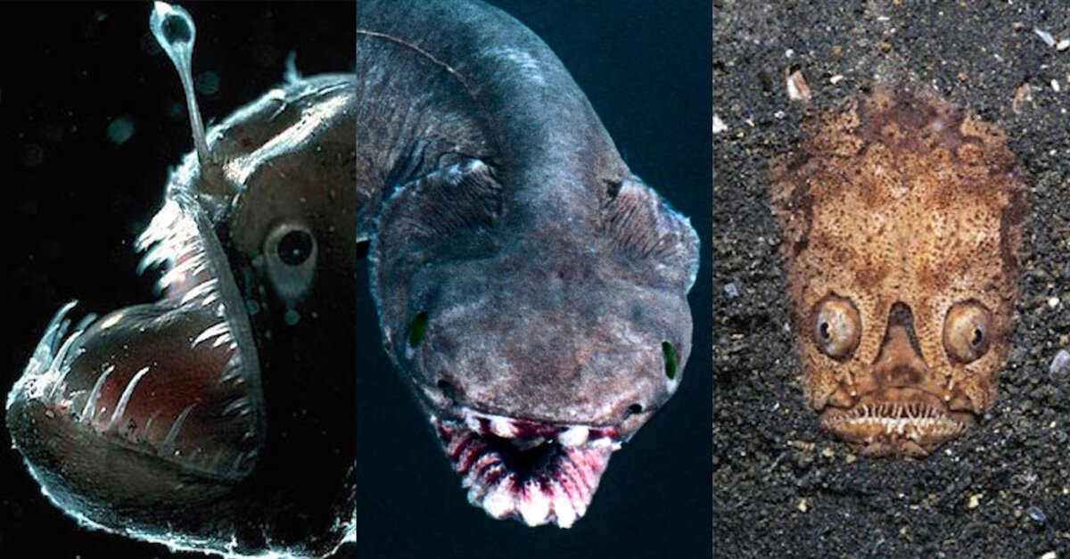 Blobfish in the water!  Creepy animals, Scary animals, Weird animals