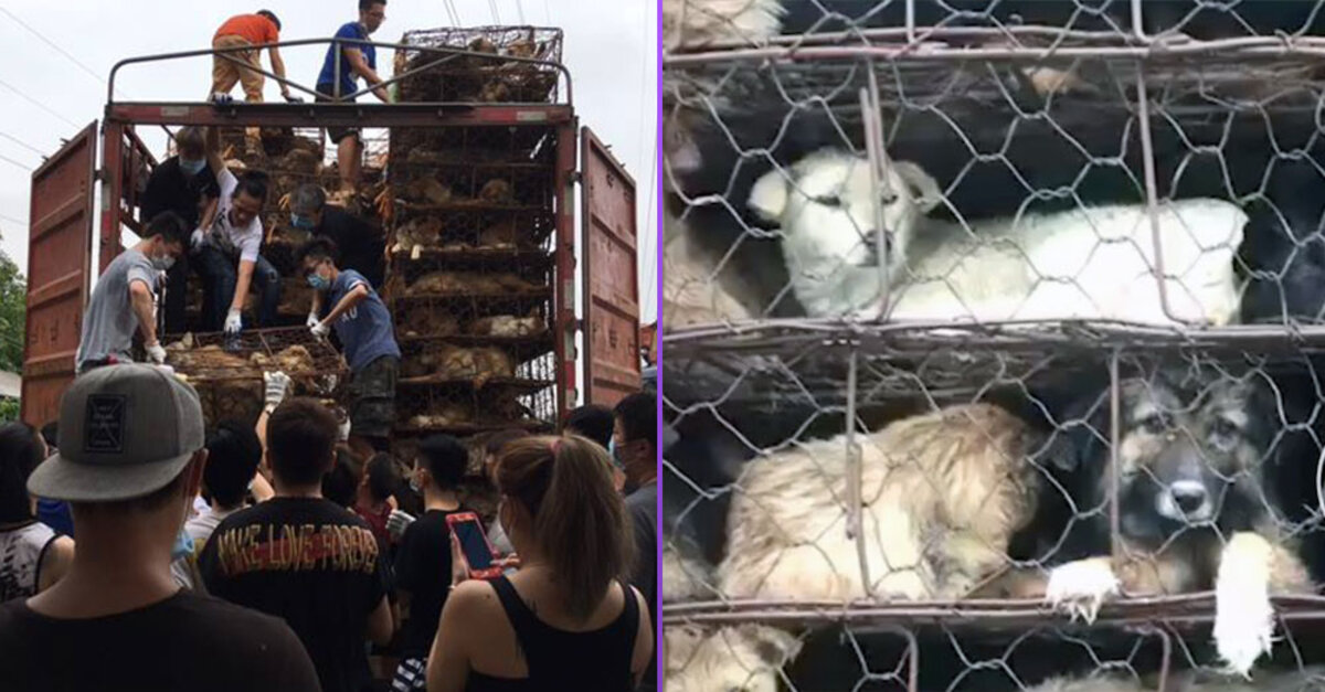 1,300 Animals Rescued In China, Likely Stolen Pets Bound For