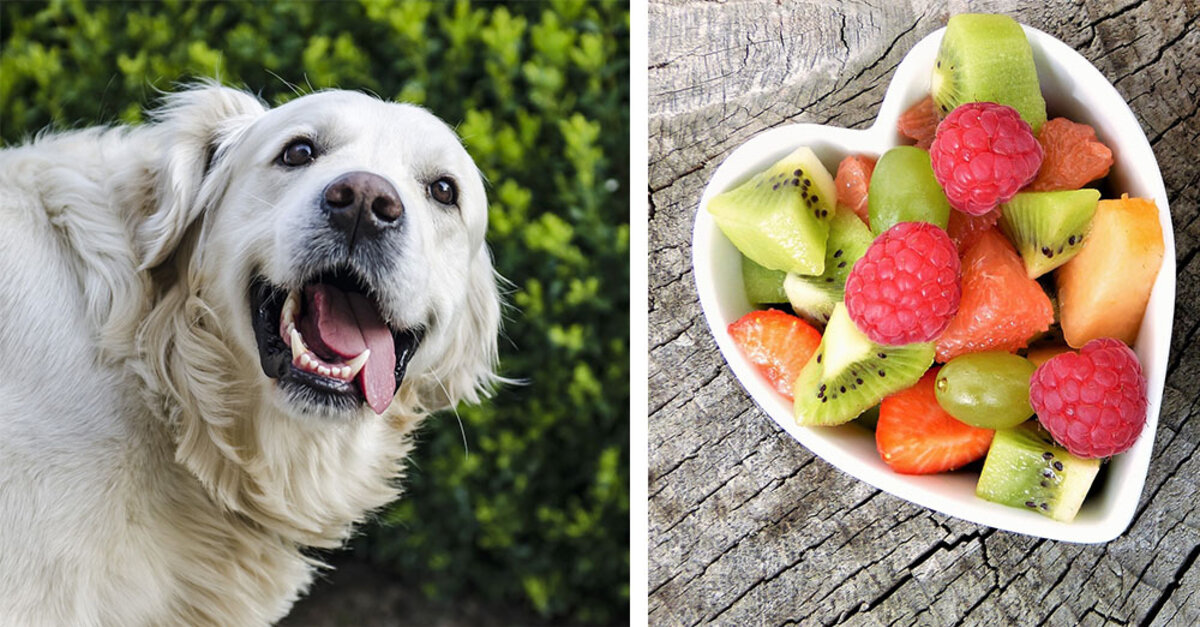 5 Dangerous Foods Your Dog Shouldn't Eat + 5 Substitutes ...