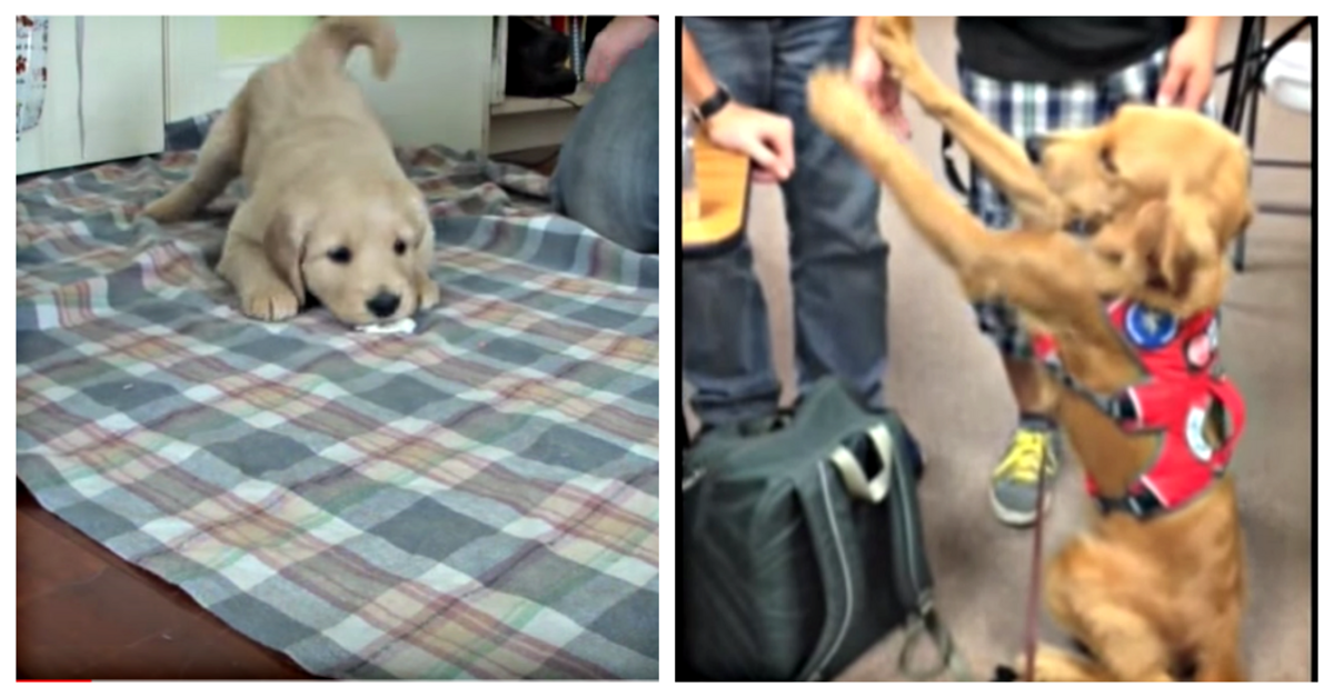What Does It Take To Be A Diabetic Service Dog? Watch