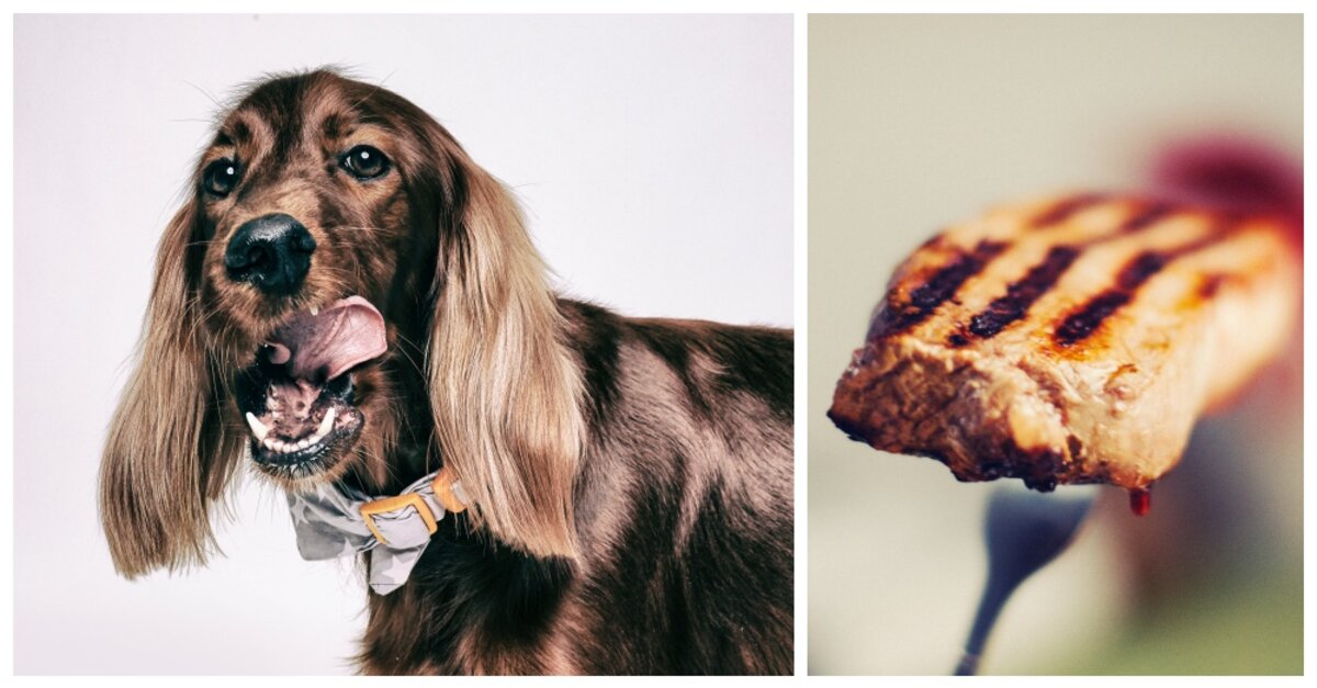 20 Dog-Friendly Restaurants Featuring Menus Just For Dogs ...