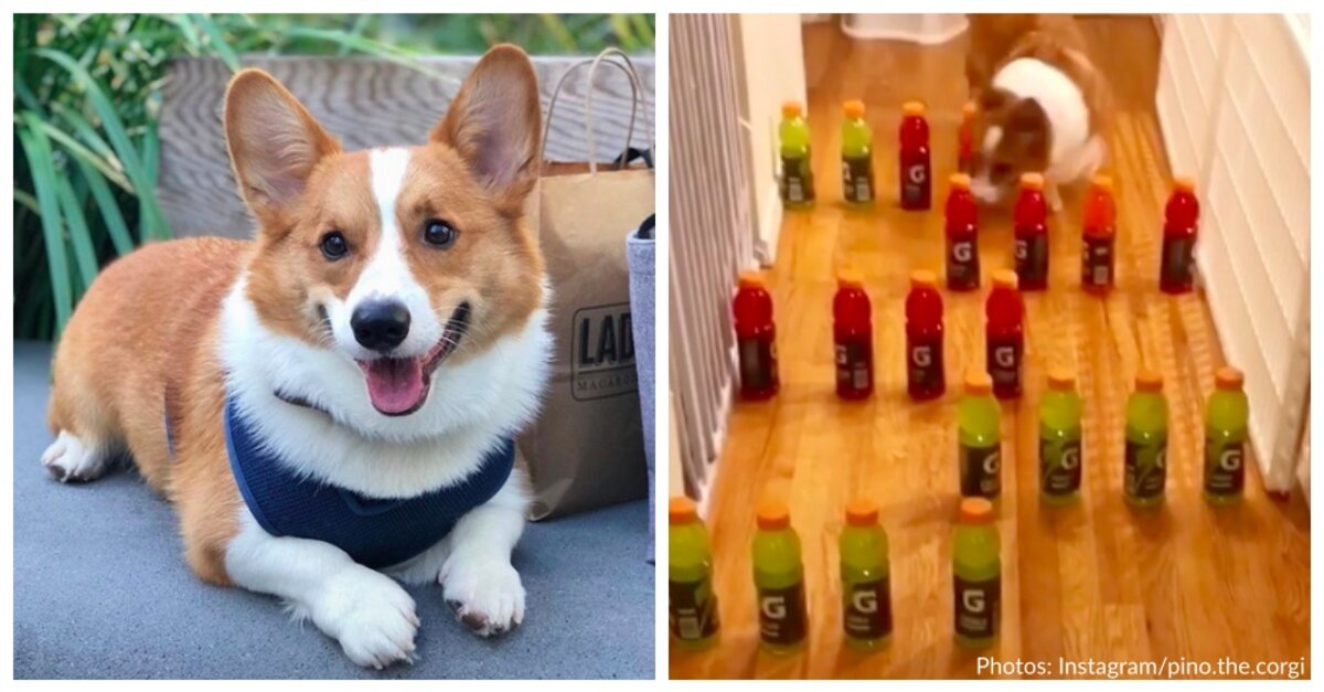 Corgis Prove They Are More Than Adorable With The Maze Challenge - The  Animal Rescue Site News