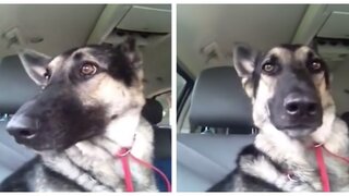 German Shepherd Busts Out Some Sweet Dance Moves When She Hears Her Favorite Song