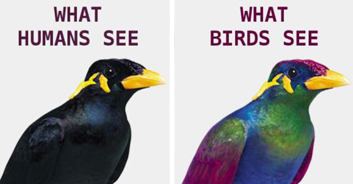 Land Efterår Stearinlys How Birds See The World Compared To Humans - The Earth Site News