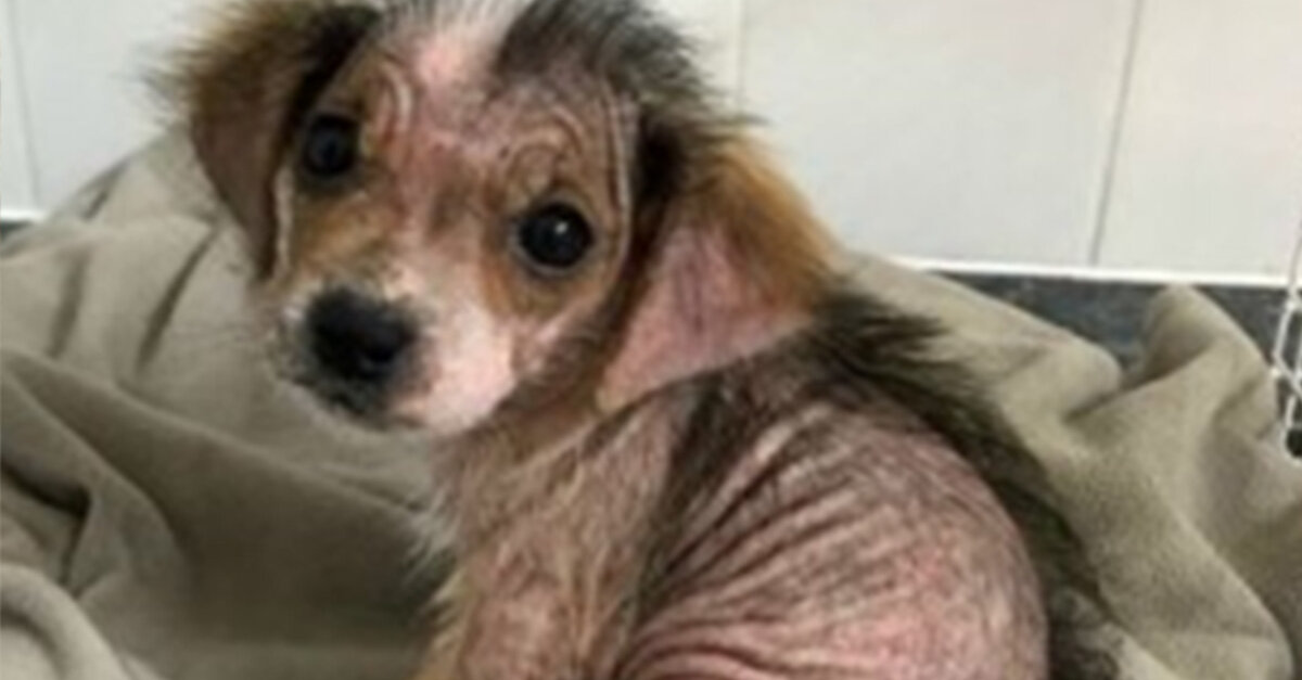 Neglected Puppy With Severe Mange Grows Her Fur Back After