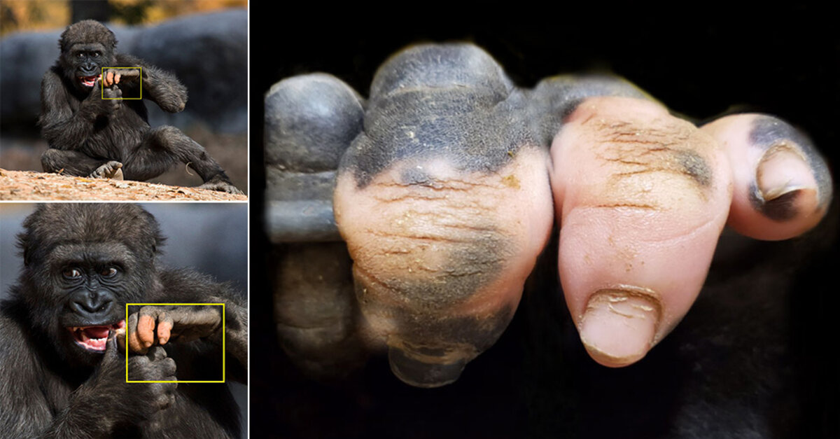 Photos Of This Gorilla Are Going Viral Because Of Her Uniquely Human  Fingers - The Rainforest Site News