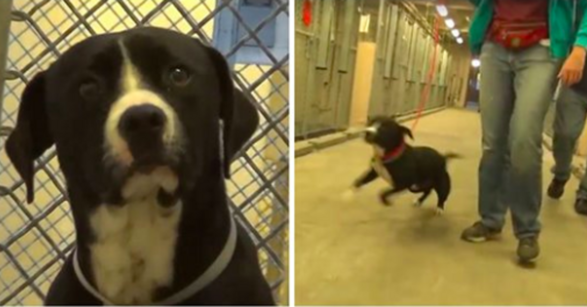 Death Row Dog Realizes He's Been Adopted And Literally Jumps For Joy - The  Animal Rescue Site News