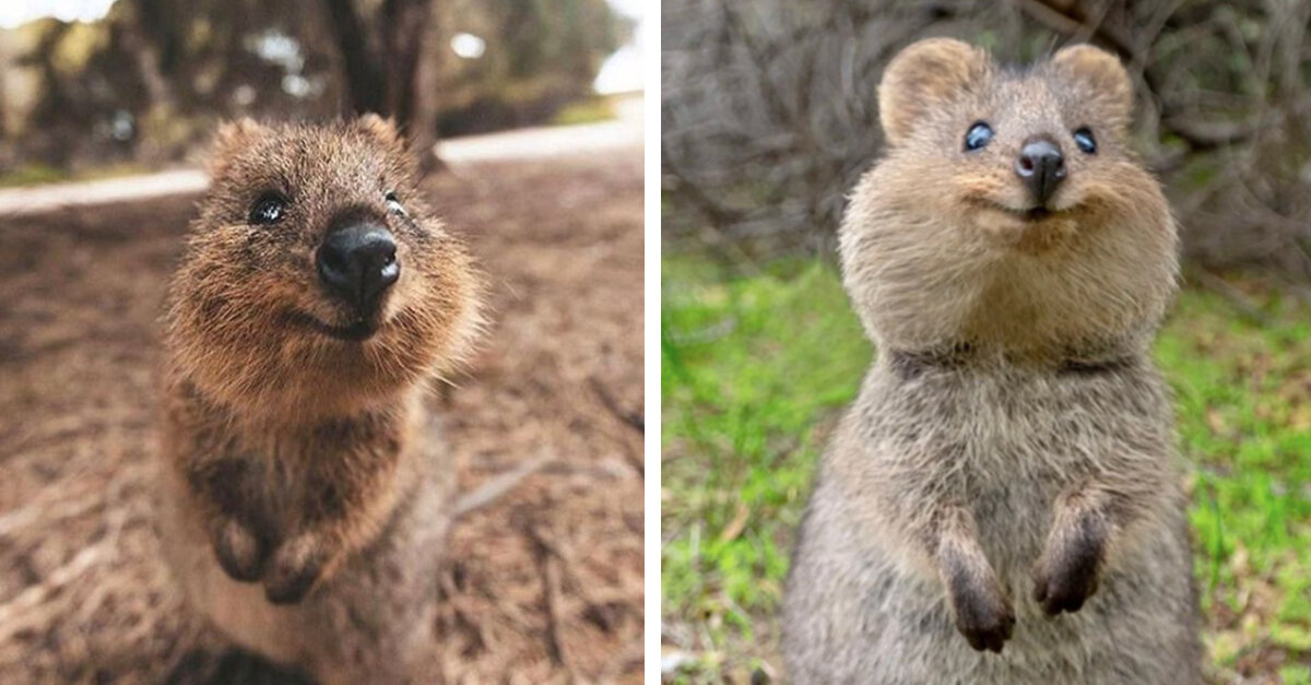 Quokkas May Just Be The Happiest Animals On The Planet - The Rainforest  Site News