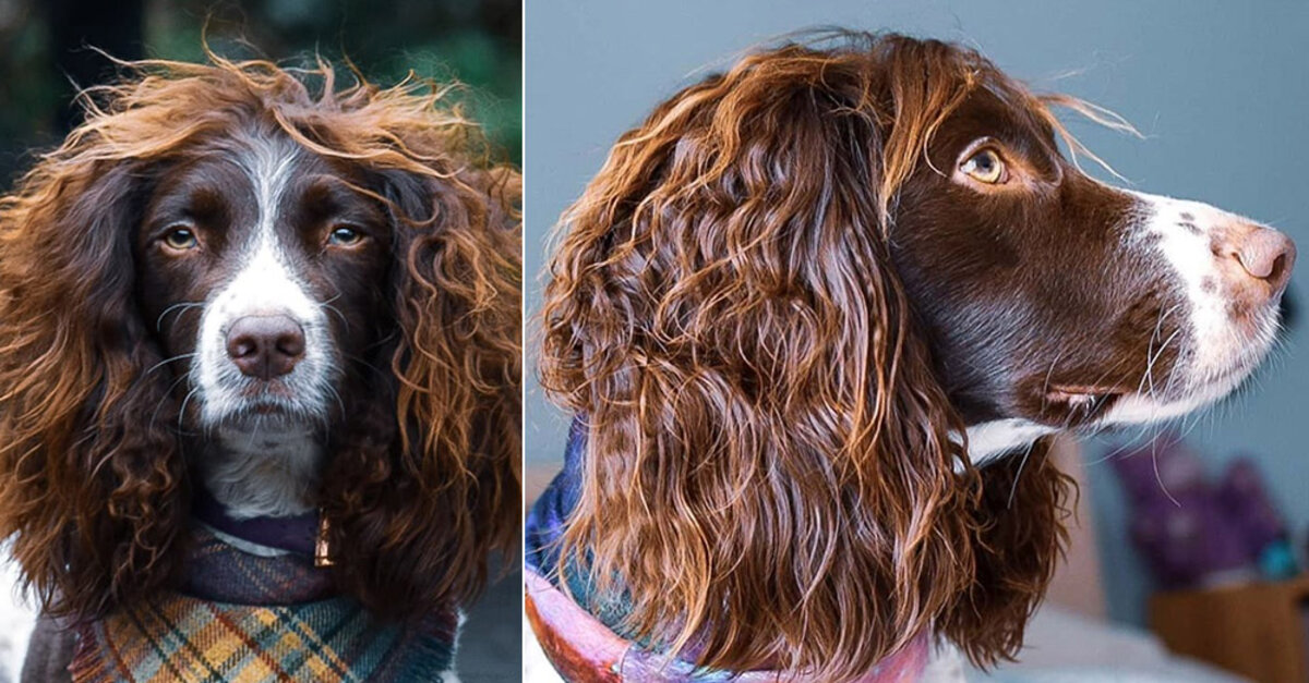 Springer Spaniel Finley Sports An Unbelievably Luxurious Head Of Hair - The  Animal Rescue Site News