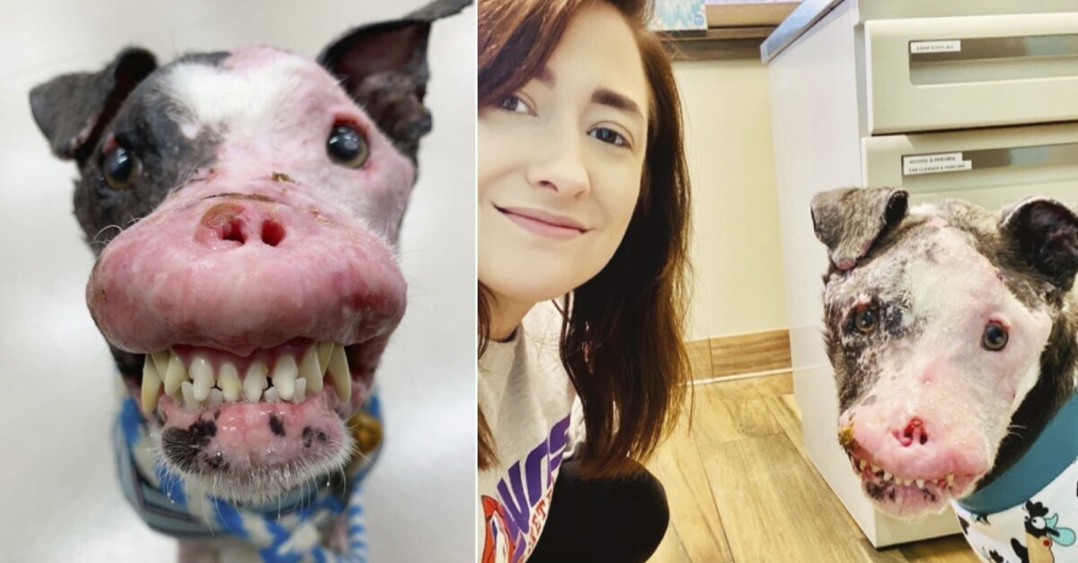 Rescue Dog Phoenix Has A Rare Skin Disease, And A Big Heart - The Animal Rescue Site News