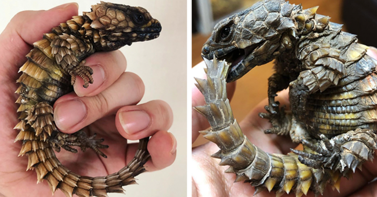 Armadillo Lizards Look Like Baby Dragons - The Rainforest Site News
