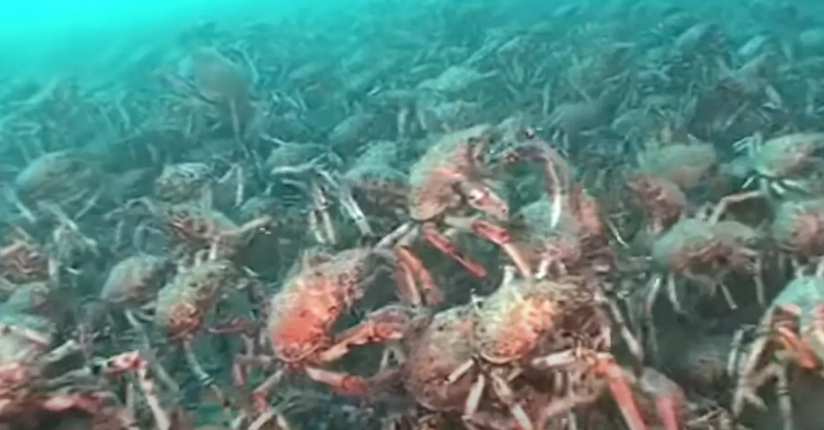 Giant Spider Crabs Congregate For Their Annual Winter Molt The Rainforest Site News