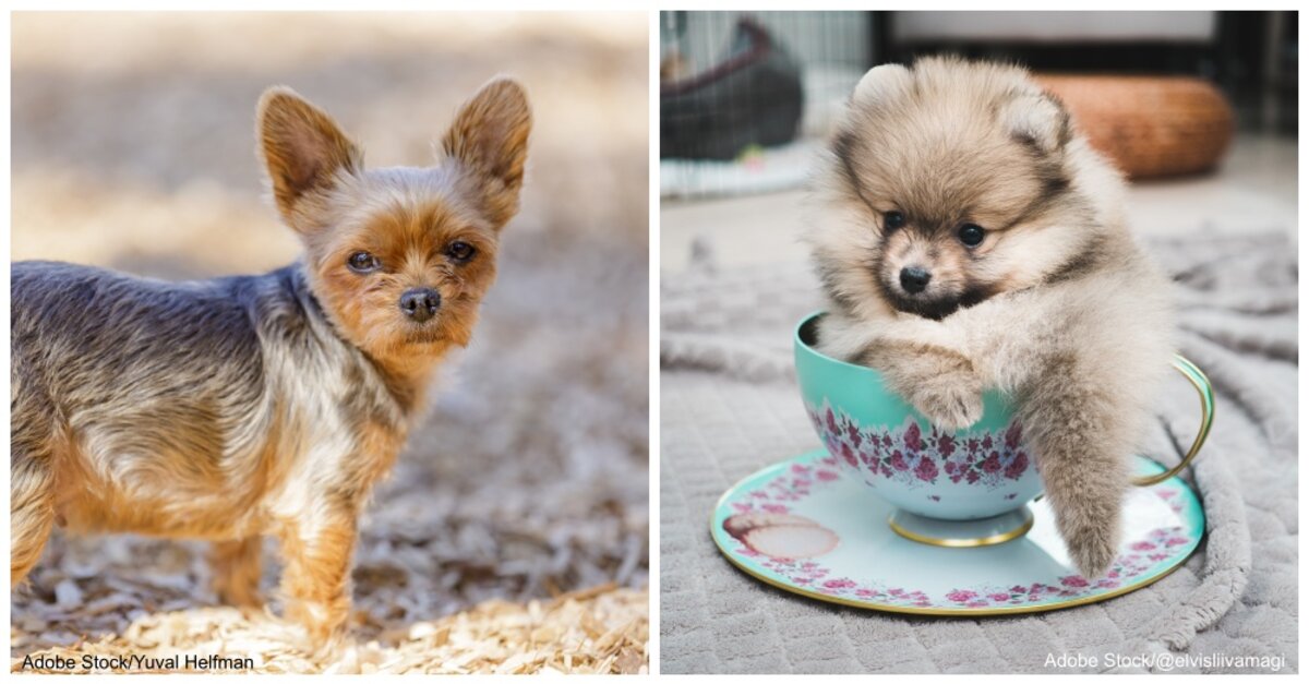 miniature teacup dogs for sale