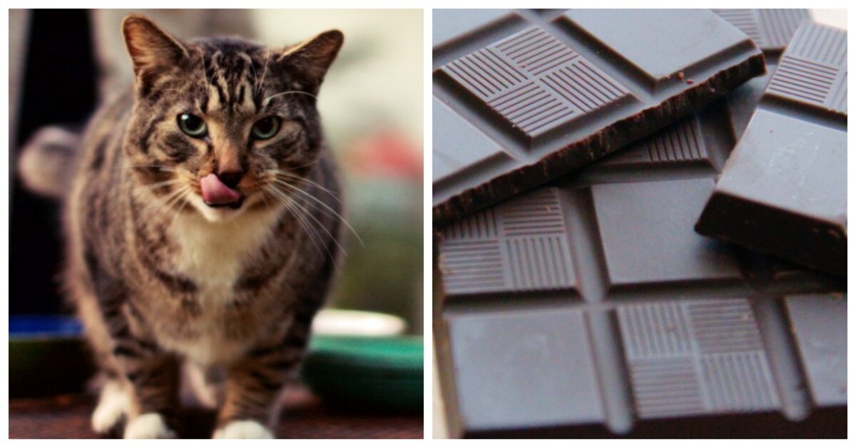 Can Cats Eat Chocolate? What If My Cat Ate A Chocolate?