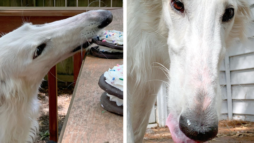 Borzoi Goes Viral With Her 12 Inch Long Snout The Animal Rescue