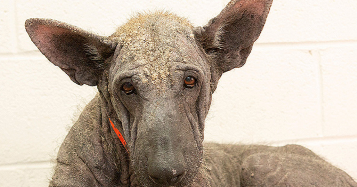 Abused German Shepherd Named 'Baby Yoda' Makes Remarkable 5-Month ...