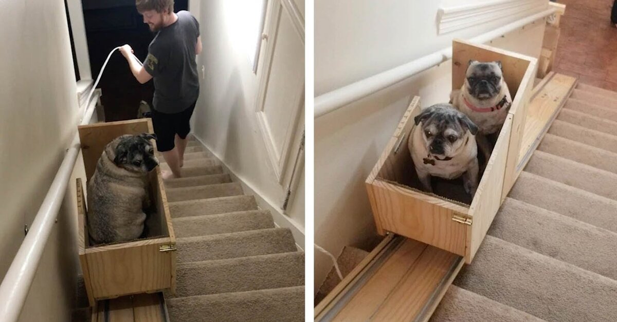 Woman Builds A Custom Stairlift For Her Elderly Rescue Dogs - The Animal  Rescue Site News