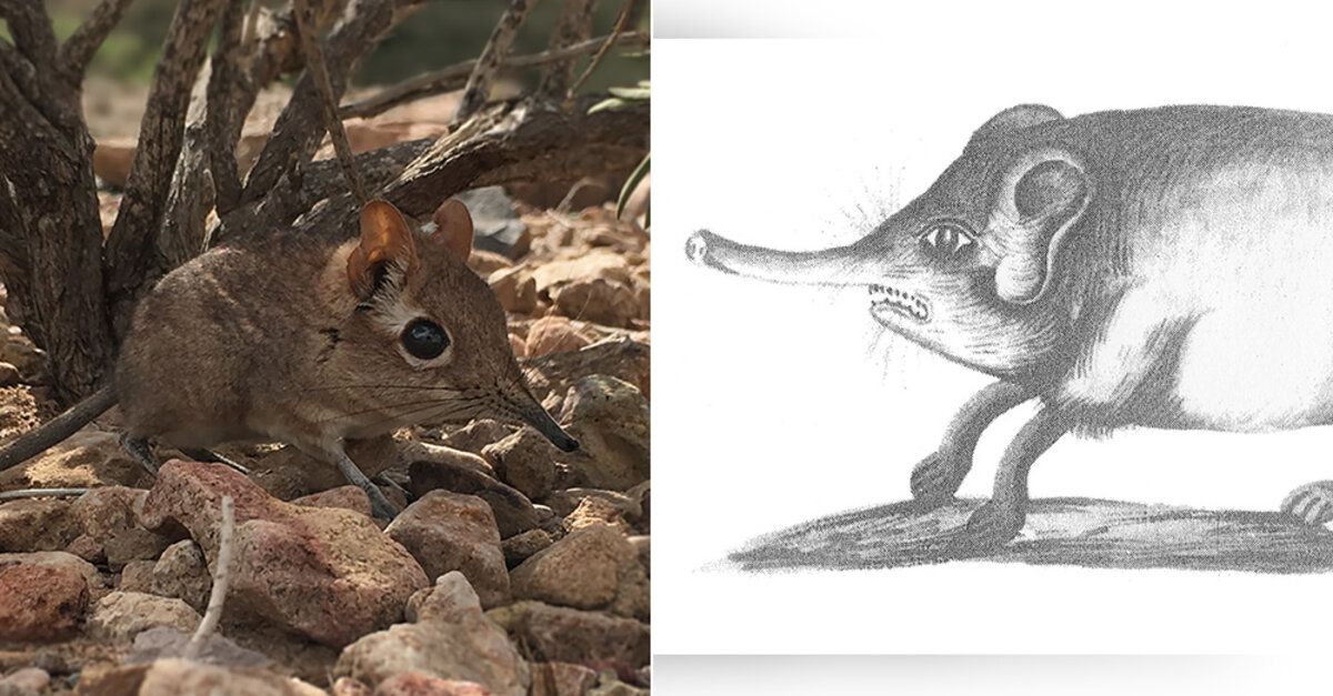 Rare Elephant Shrew Rediscovered In Djibouti After Going Missing For 50  Years - The Rainforest Site News