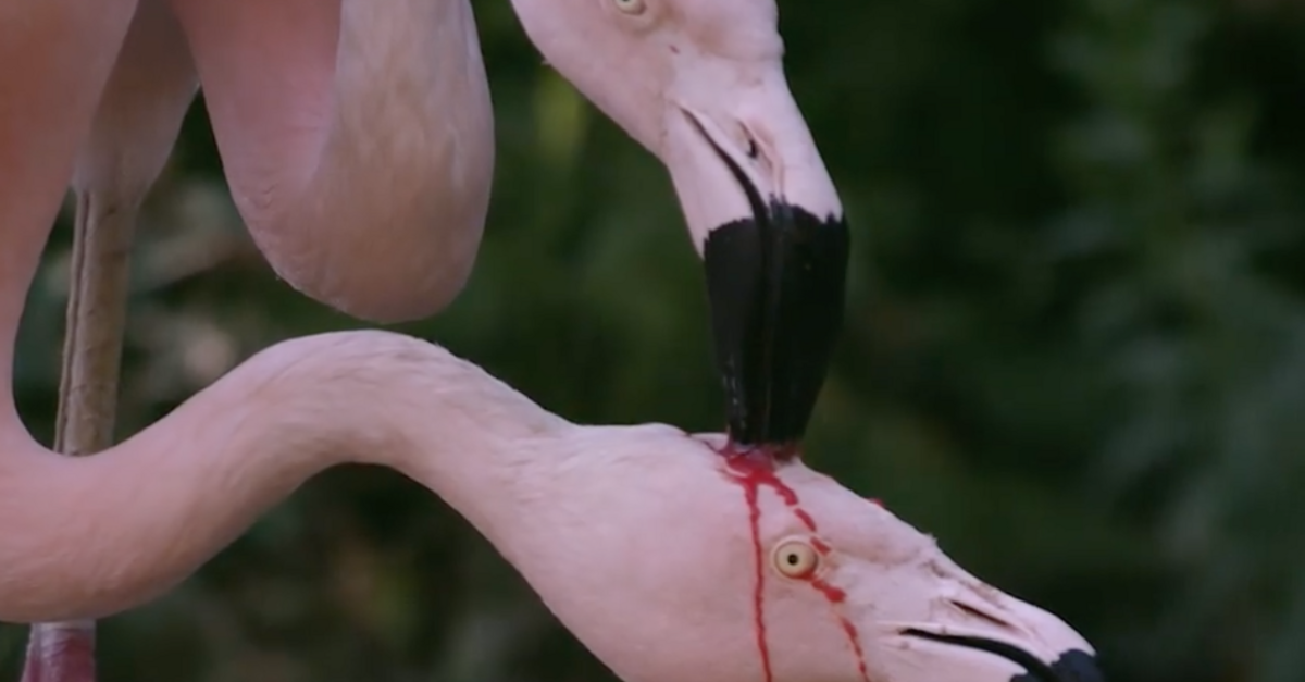 flamingo albert milk
