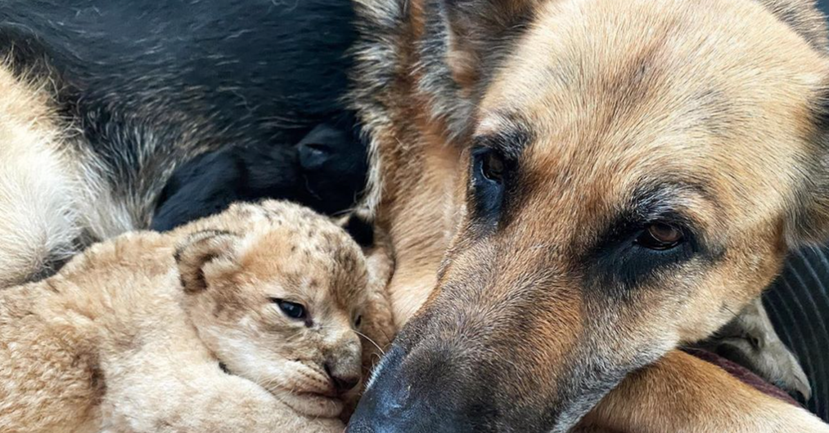 German Shepherd Adopts Lion Cubs After They're Rejected By
