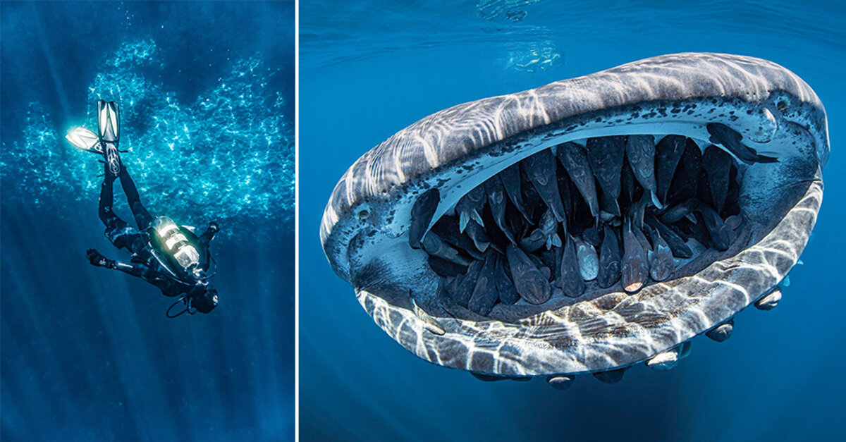 Diver Catches Award Winning Shot After Hearing ‘Whale Shark, Right Behind You!’