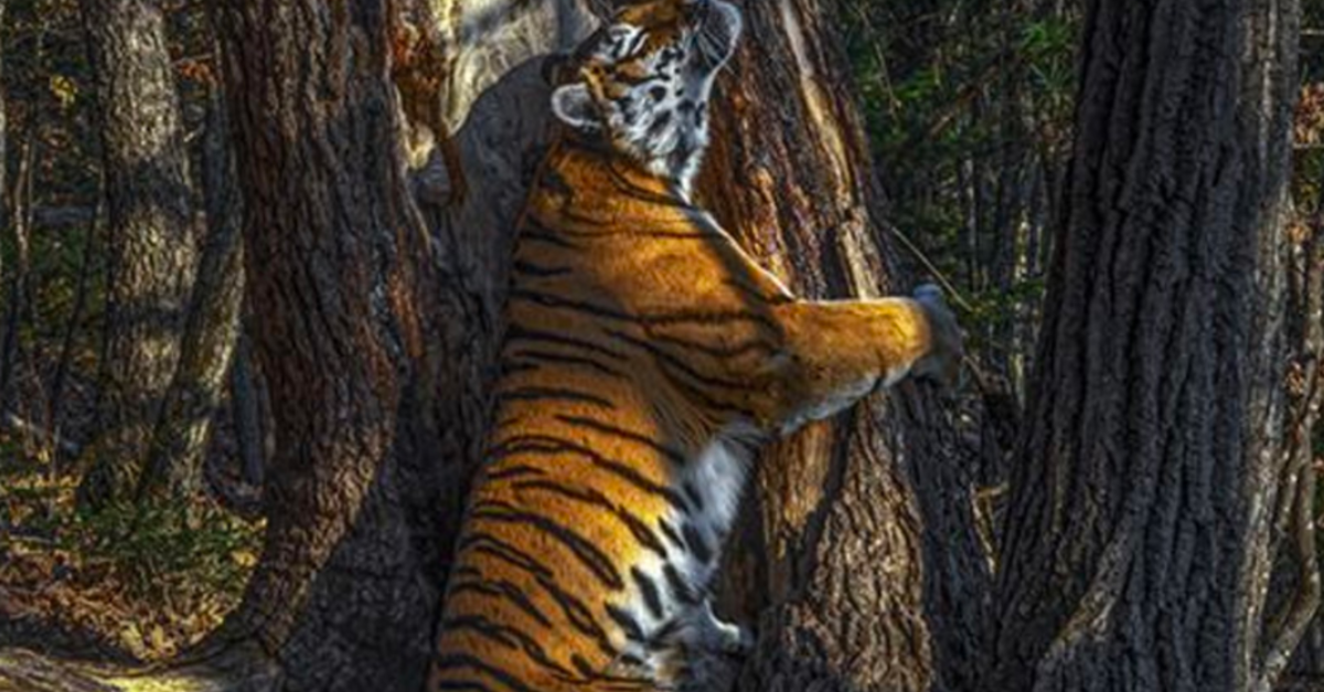 Tiger Hugging Tree Photo Of Tigress Hugging Tree Wins Wildlife | My XXX ...