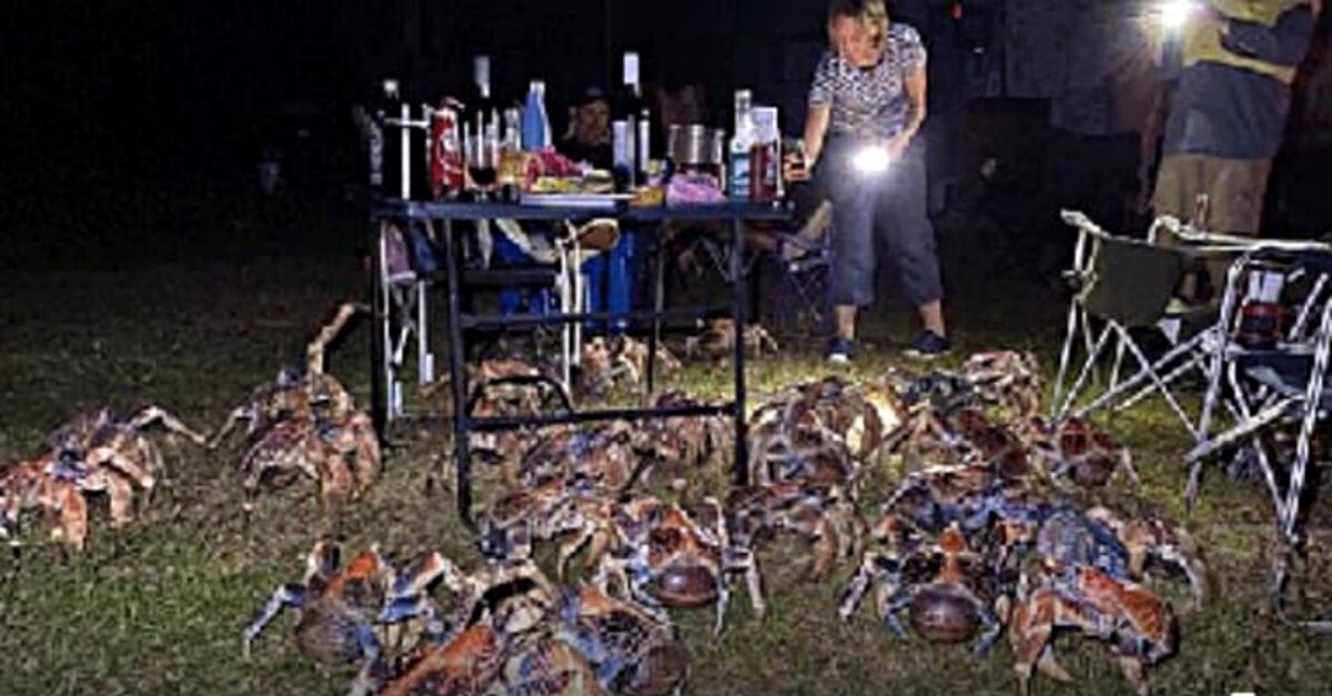 Family Shocked When Giant Robber Crabs Invade Their BBQ - The Animal ...