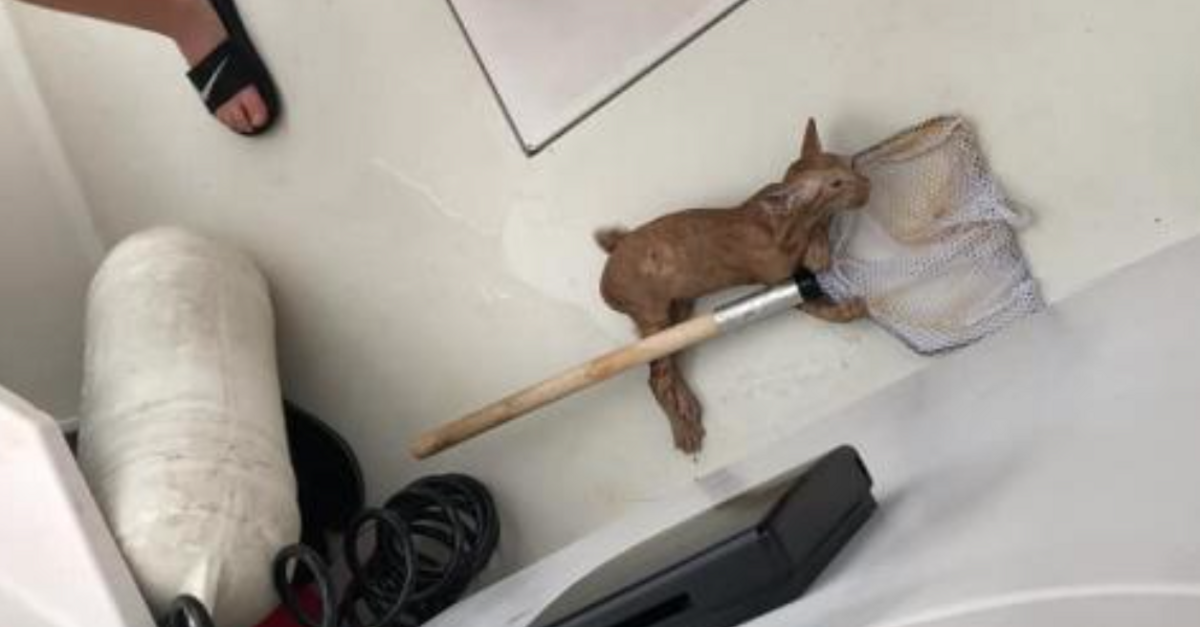 image - Fisherman ‘Catch’ A Kitten At Sea That Was Struggling To Stay Afloat