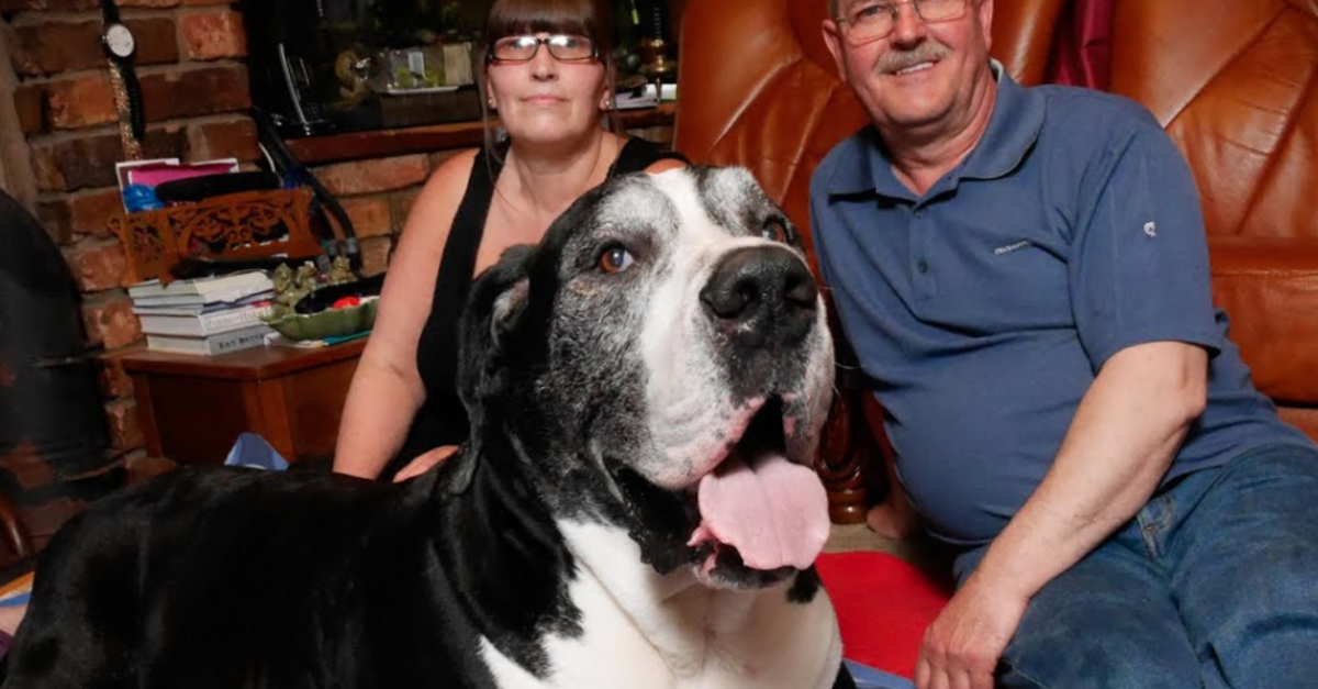 image - Woman Tricks Her Husband Into Getting A Tiny ‘Terrier’ Puppy That Grew To Be A Great Dane