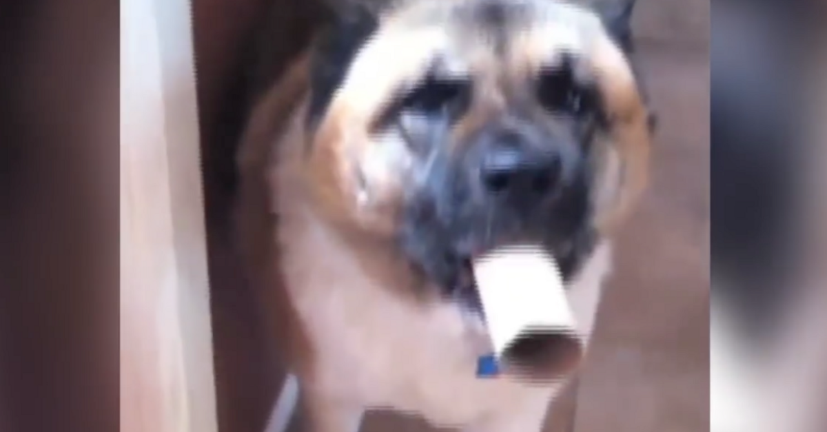 Dog Makes His Own Musical Instrument Out Of A Toilet Paper Roll