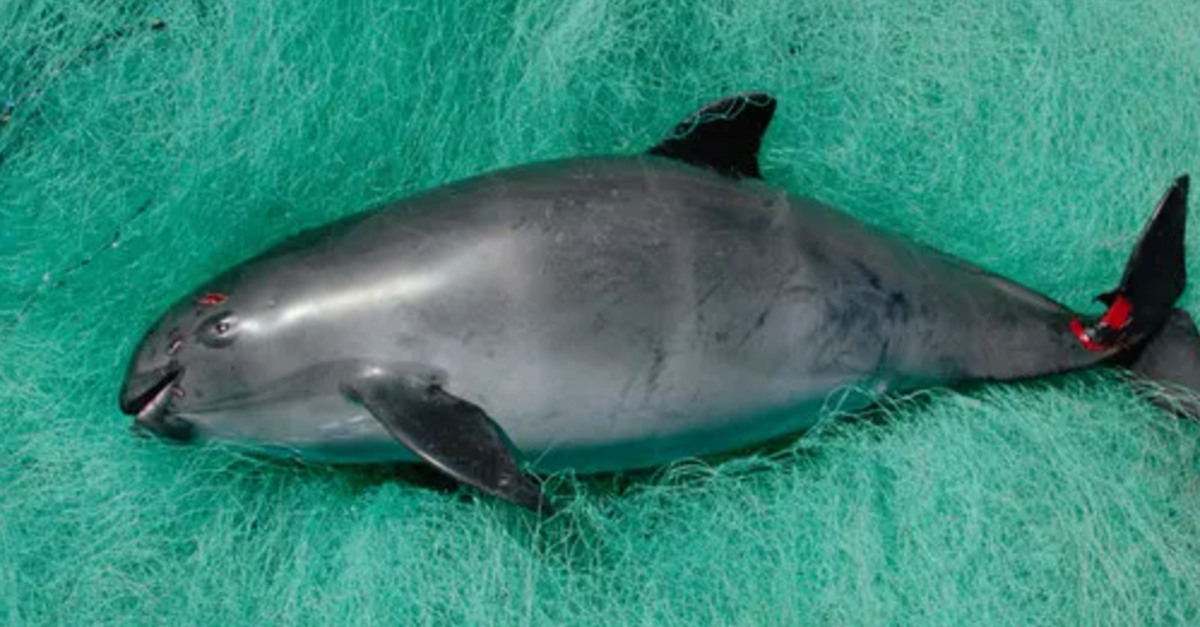 image - Mexico Plans To Use Drones To Protect The World’s Most Endangered Marine Mammal