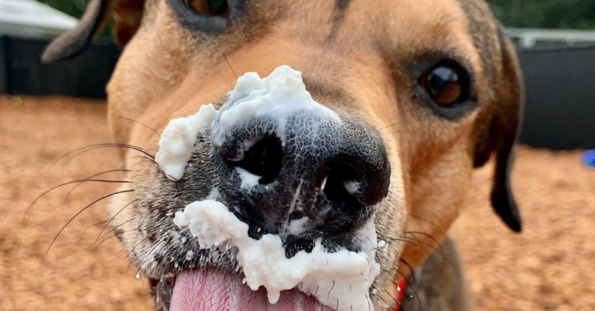 image - Woman Takes Shelter Dogs To Get ‘Puppuccinos’ Every Week So They Can Get Adopted