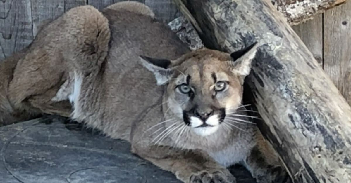 image - Starving Orphaned Cougar Decides To ‘Check Himself Into’ An Animal Rehab Facility