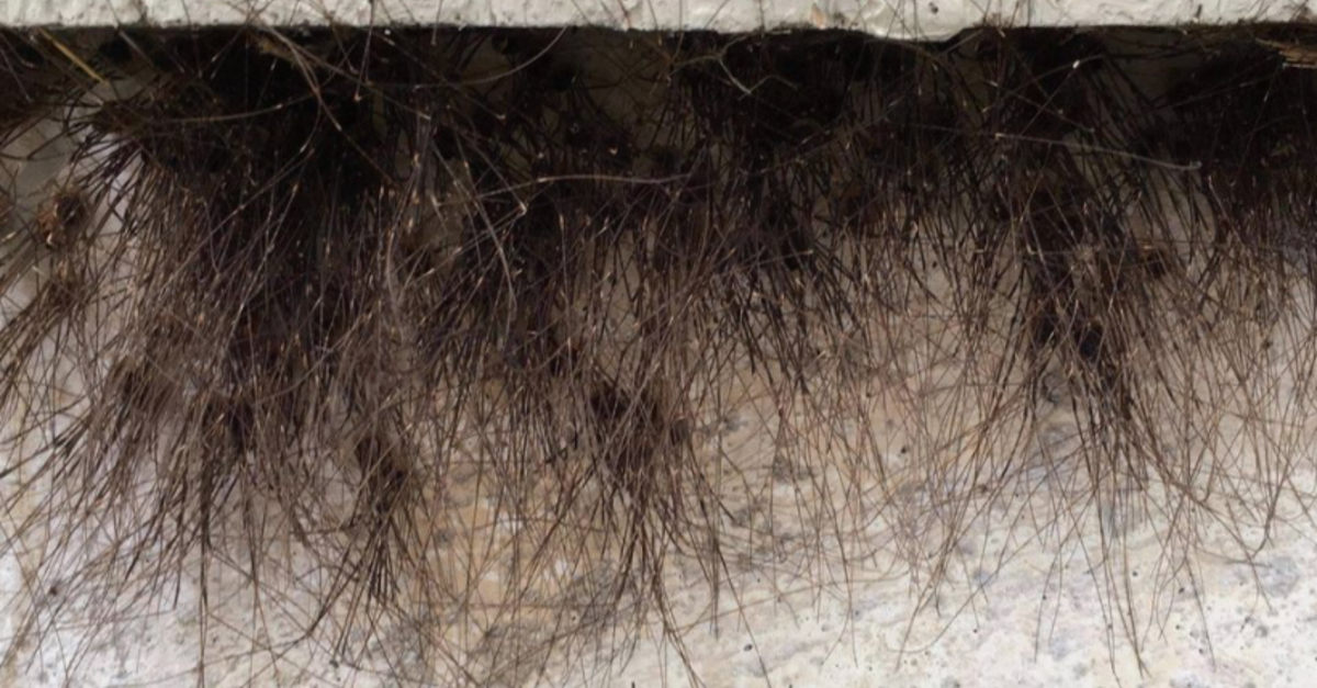 image - When Spiders Cluster Together It Looks Like ‘Hair’ Is Growing From Buildings