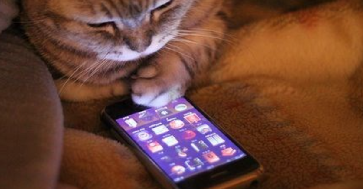 Amazon Engineers Made An App That They Claim Will Translate A Cat’s Meows Into Words