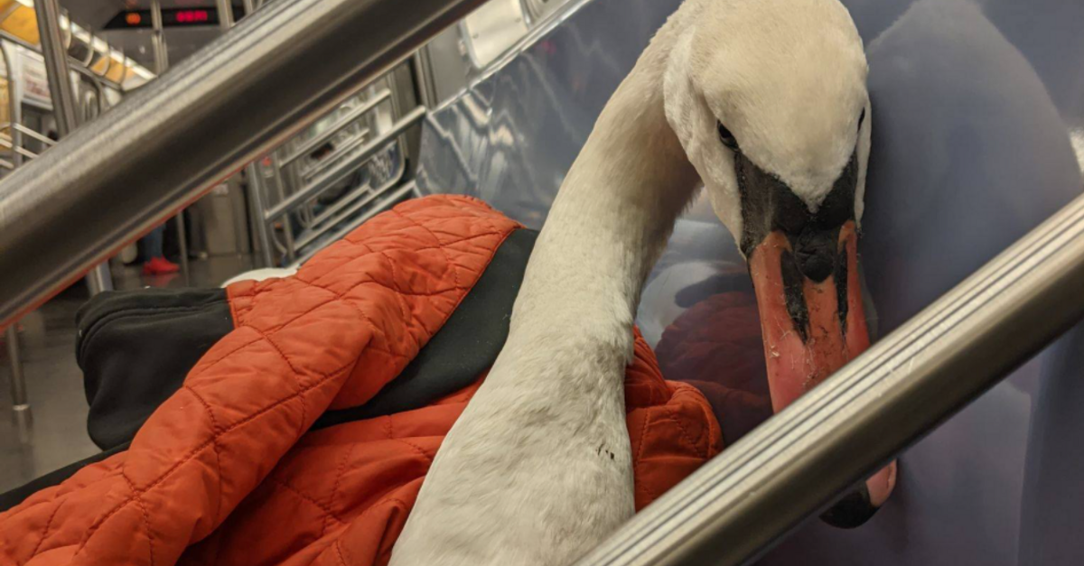 image - Woman Takes Sick Swan On The Subway To Get Medical Treatment