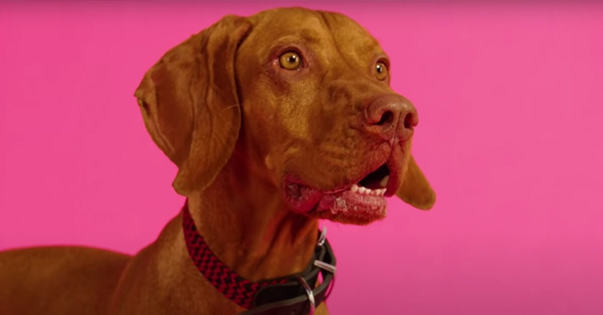 Dogs React To ‘Raise The Woof,’ The World’s First Holiday Song For Dogs