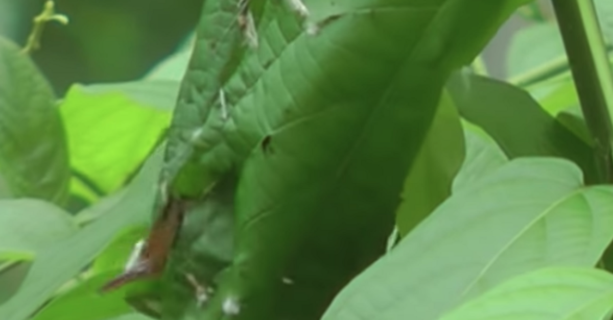 image - The Tailorbird Uses Its Beak As A Needle To ‘Sew’ Its Nest Together