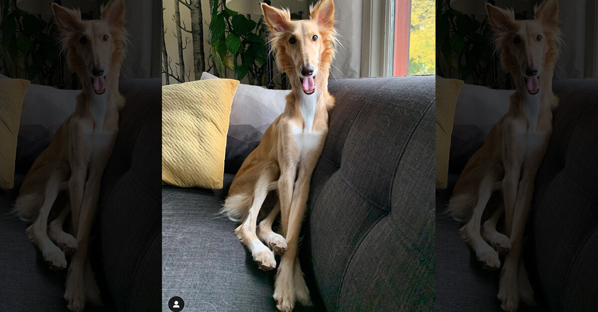 image - Dog With Extremely Long Legs Goes Viral For Looking Like A Giraffe