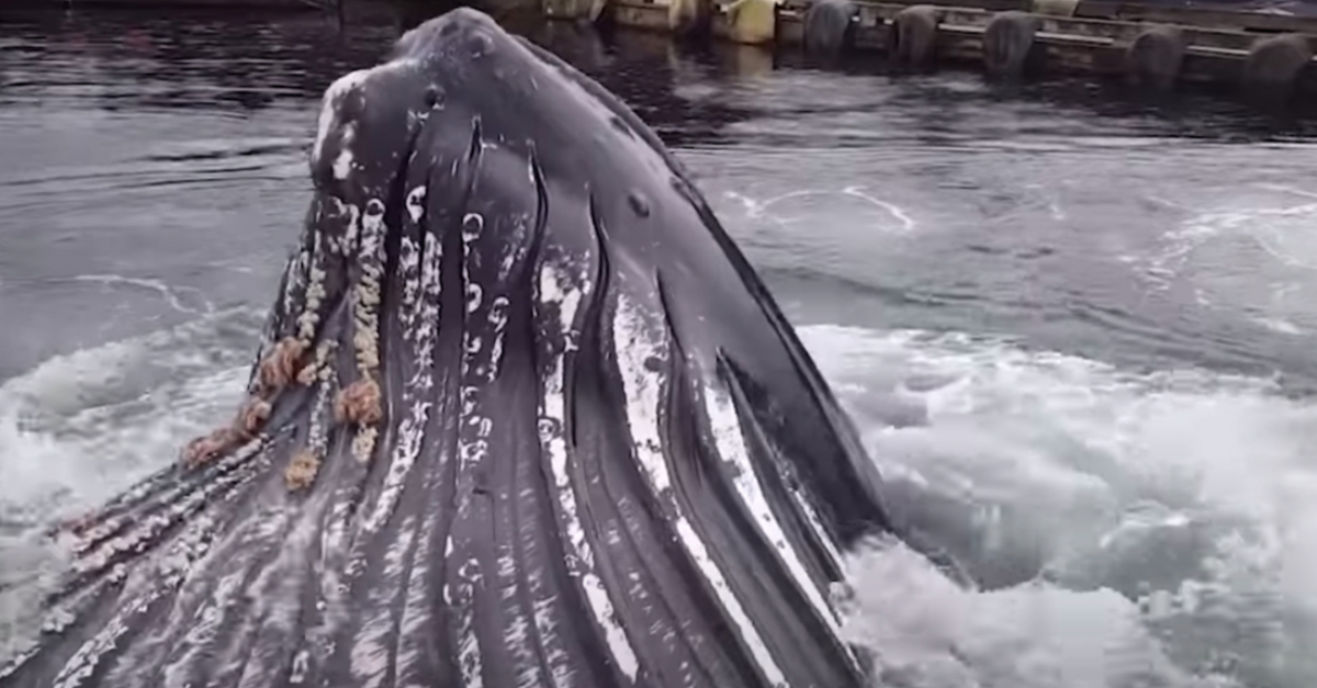 image - Fisherman Watches As Humpback Whale Swim Under Boats And Breaches Feet From The Dock