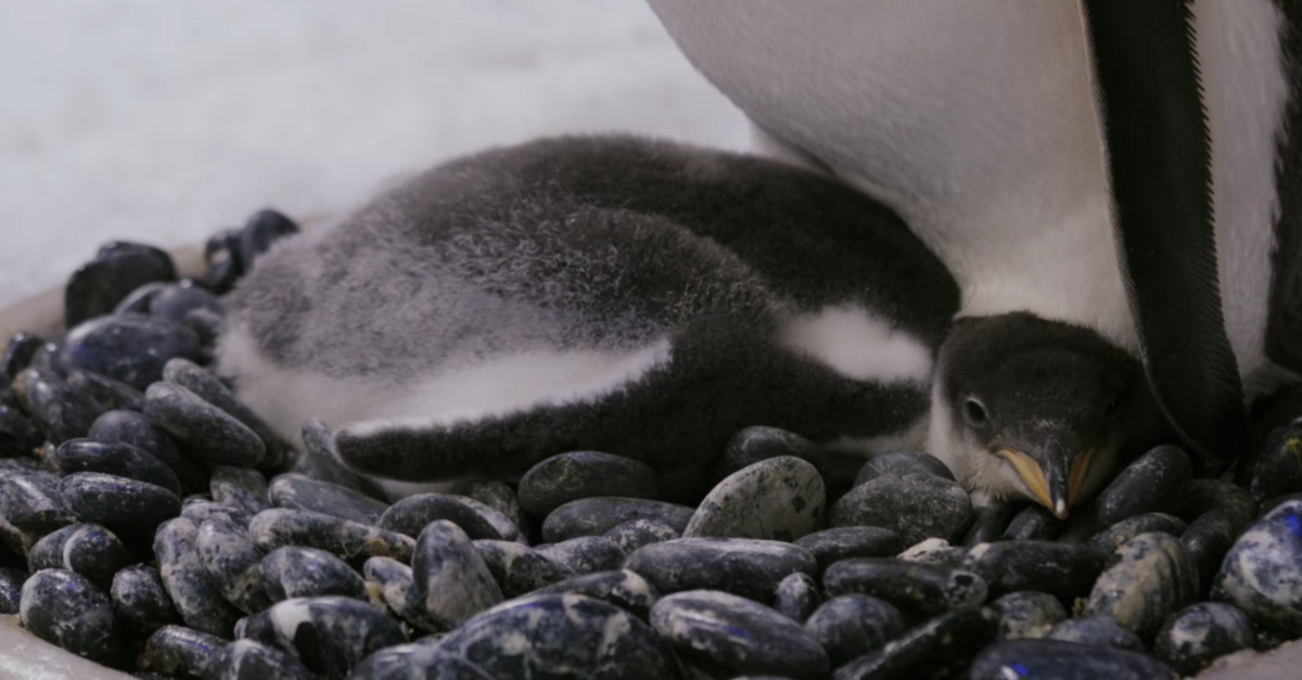 image - Same-Sex Penguin Couple Successfully Parent A Second Baby