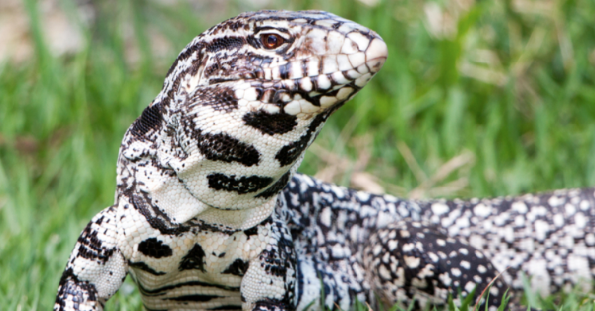 Large Invasive Lizards The Size Of Dogs Are Taking Over The Southeastern United States
