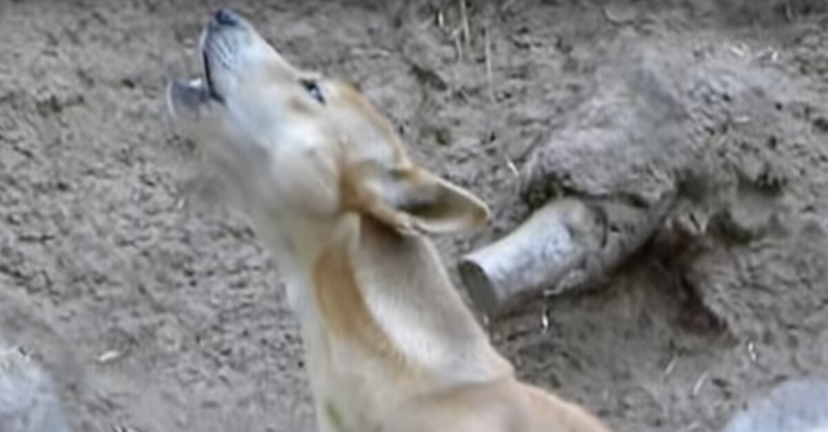 Scientists Discover The ‘Extinct’ New Guinea Singing Dog Is Still Alive In The Wild