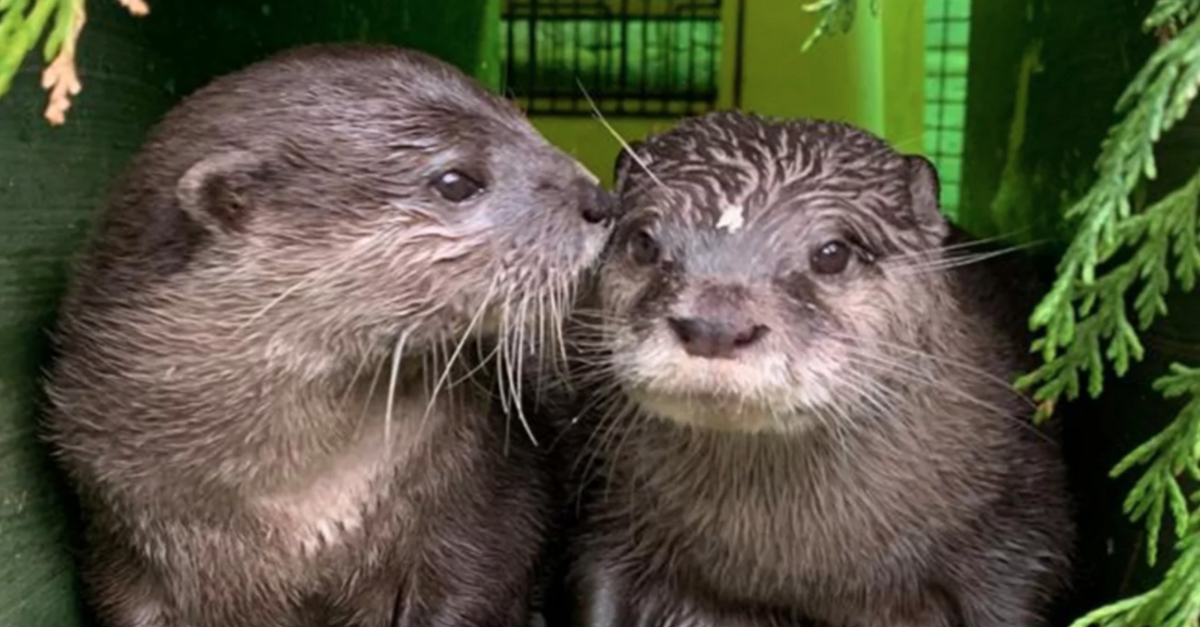 image - Widowed Otters Move In Together After Finding Love Again Online